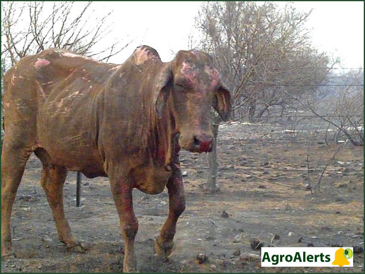 Some of the risks you can actually insure as a Farmer