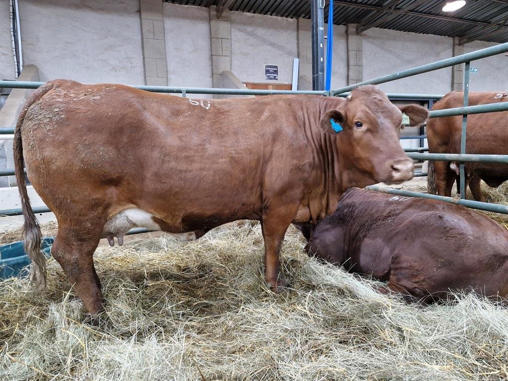 THREE SA RECORDS SHATTERED AT BEEFMASTER AUCTION
