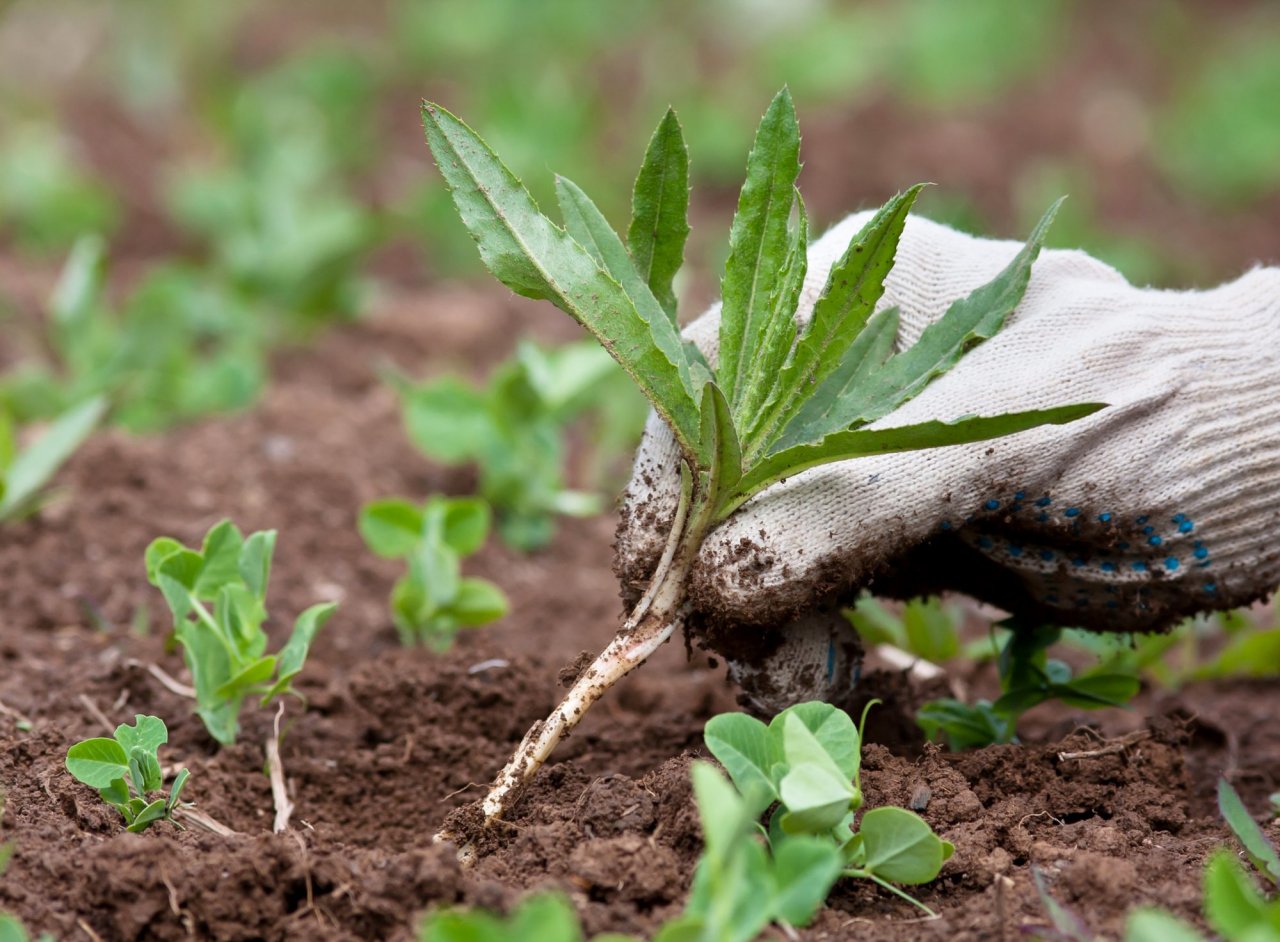 Summer cropping preparations underway, amid improved rainfall predictions