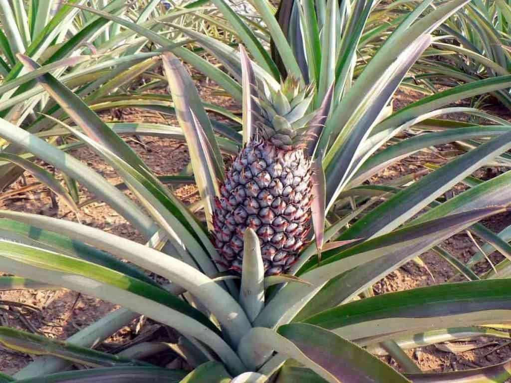 Pineapple farming changes Chimanimani woman’s life