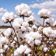 This year’s cotton marketing season extended