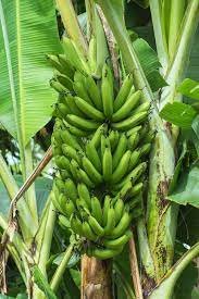 New Processing Plant Brings Hope To Banana Farmers in Zimbabwe