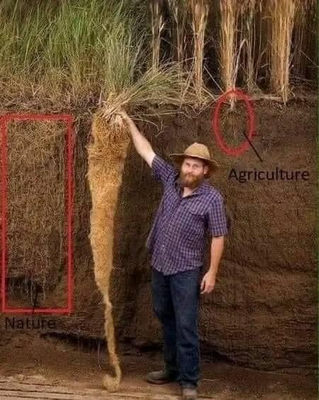 a perennial wheatgrass plant's long roots may be the key for feeding more people while conserving farmland soil