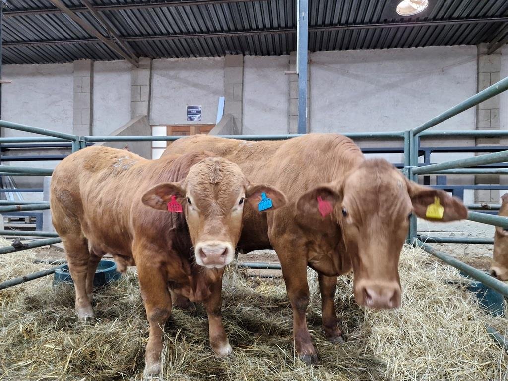 Livestock semen processing centre commissioned