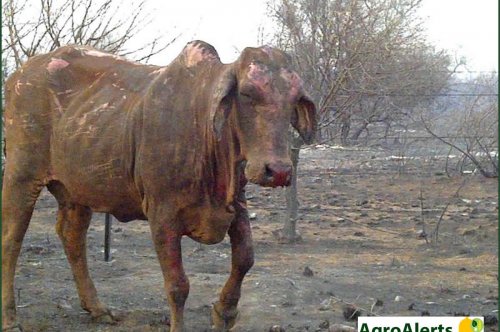 Some of the risks you can actually insure as a Farmer