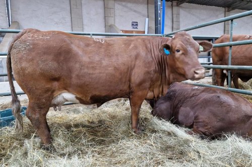 THREE SA RECORDS SHATTERED AT BEEFMASTER AUCTION