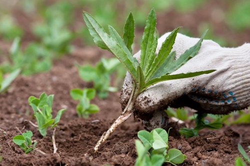 Summer cropping preparations underway, amid improved rainfall predictions
