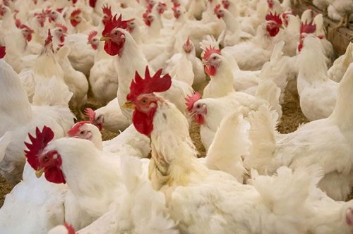 US farm culls 1,8 million chickens after bird flu outbreak