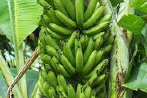New Processing Plant Brings Hope To Banana Farmers in Zimbabwe