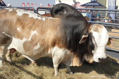 The Boran bull Cyclone BH 18 749