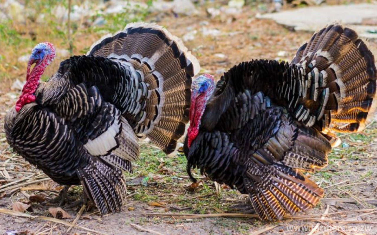 lets unlock the turkey mystery , why do young turkeys have extreme fatalities in their brooding stages ?