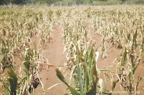 How Minerva is using geospatial data to promote crop insurance