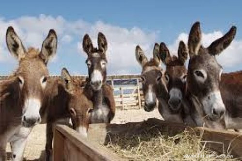Women’s Rights group pushes for protection of donkeys