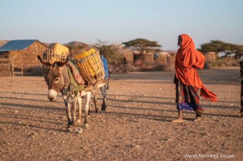 Chinese Demand for Donkey Skins Depletes Valuable African Animal