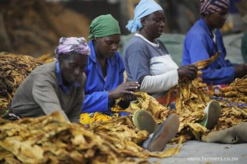 Zimbabwe Surpasses 300 Million Kilograms of Tobacco in Historic First